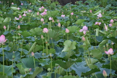 亘理町の蓮池→訂正、山元町でした