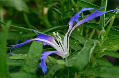 朝顔　青打込弱渦柳葉青采咲
