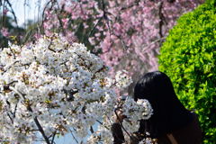 桜　千葉公園