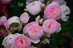 薔薇　セプタード　アイル