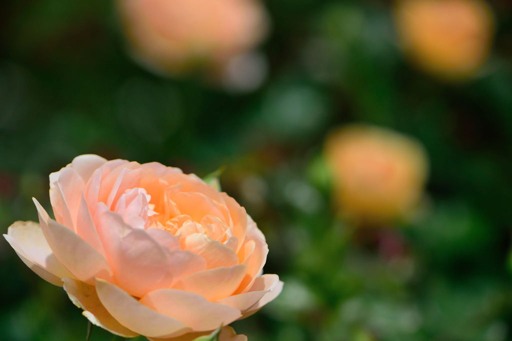 薔薇　アンゲリカ