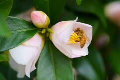 椿に蜜蜂