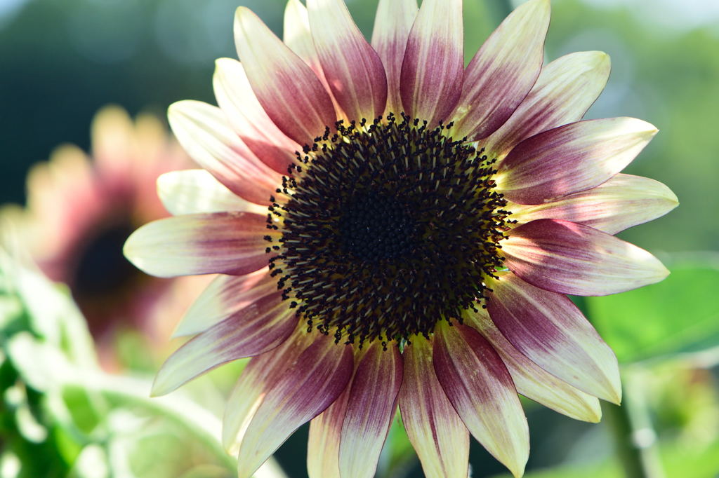 向日葵　ルビーエクリプス