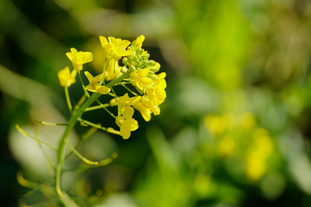 菜の花