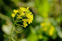 菜の花