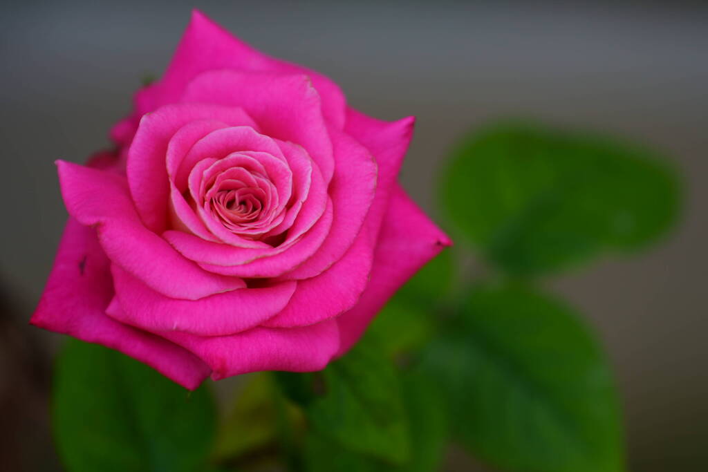 薔薇　スイートメリナ