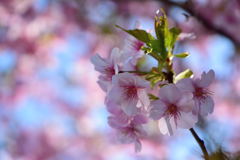 河津桜　２
