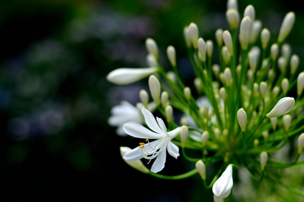 アガパンサス　７