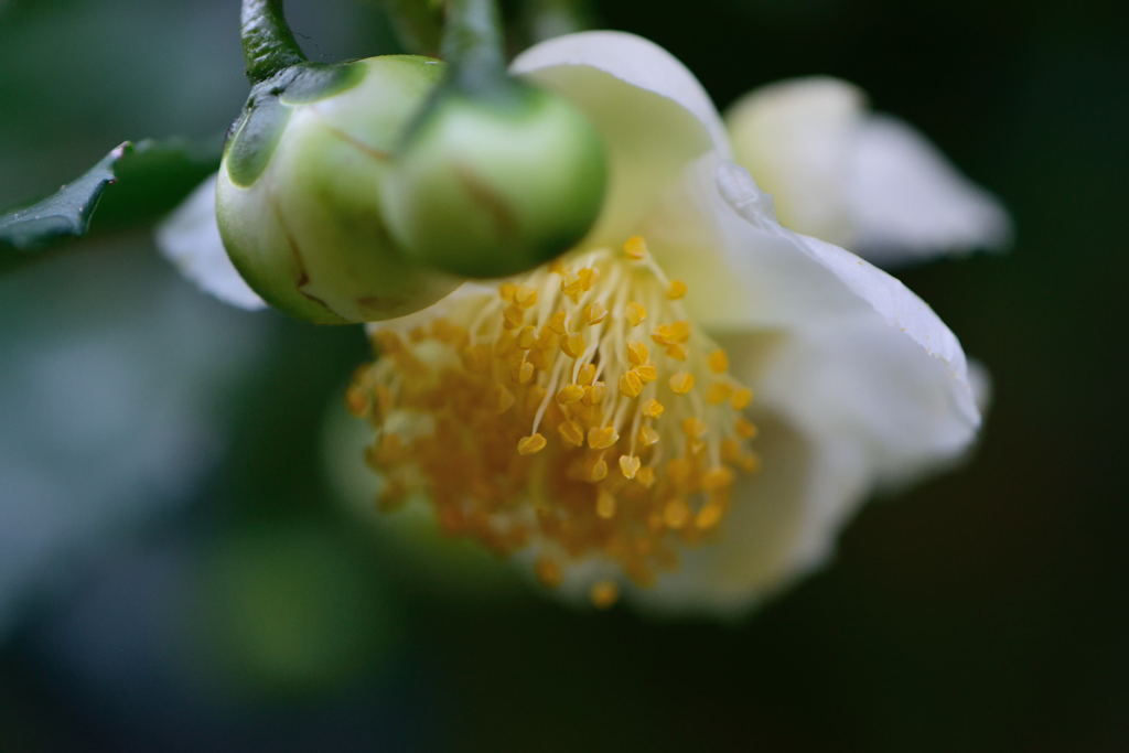 山茶花