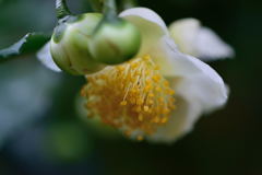 山茶花