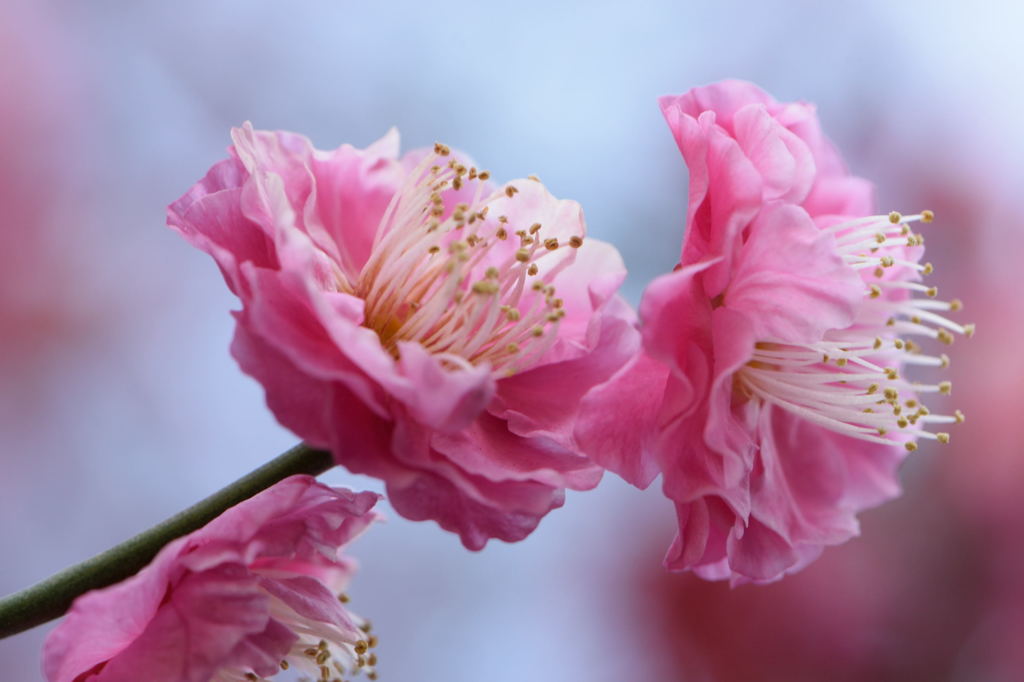 梅　八重寒紅　横