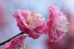 梅　八重寒紅　横