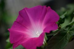 朝顔　赤筒白丸咲