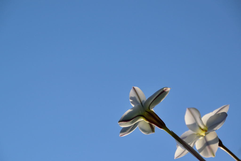 ハナニラ　青空