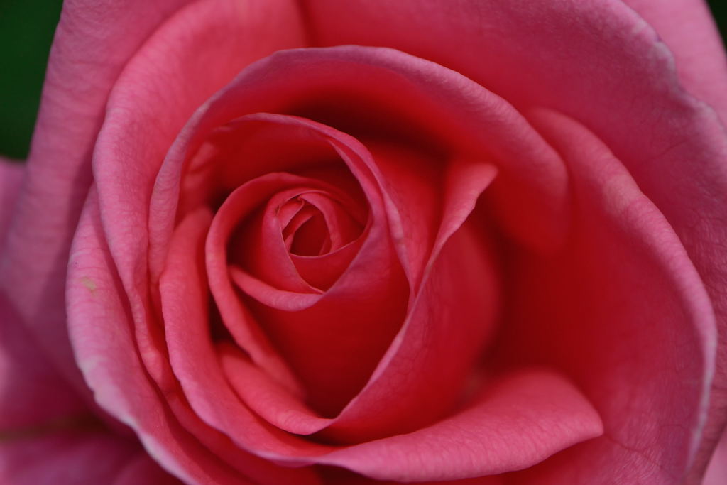 薔薇　芳純