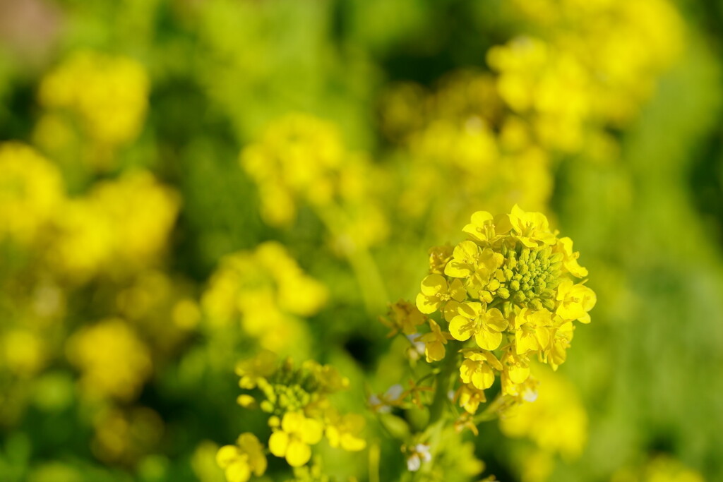 菜の花