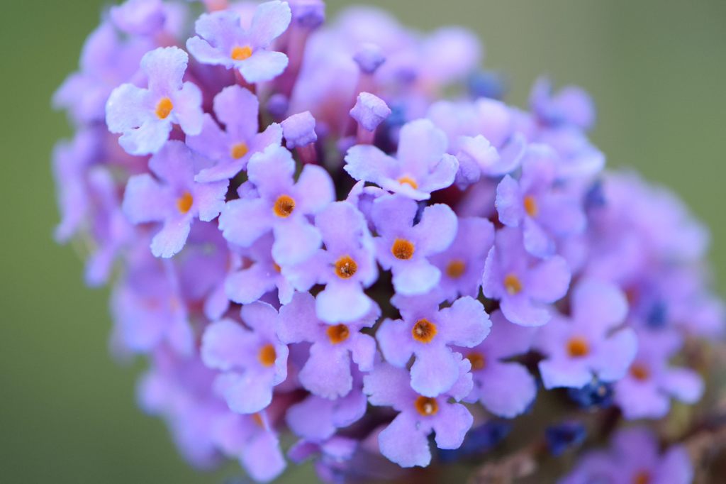 ふさふじうつぎ