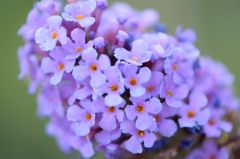 ふさふじうつぎ