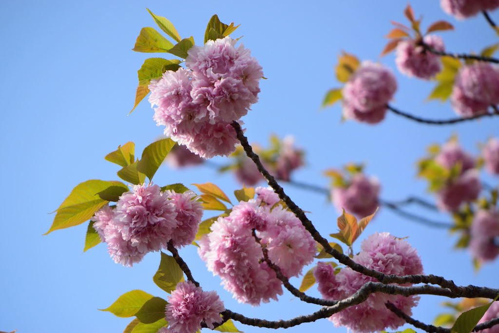 桜　関山　２