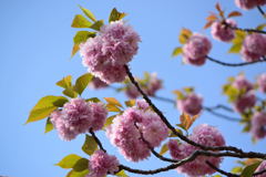 桜　関山　２