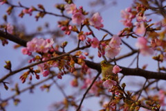 サクジロー　６