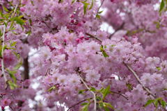 枝垂桜