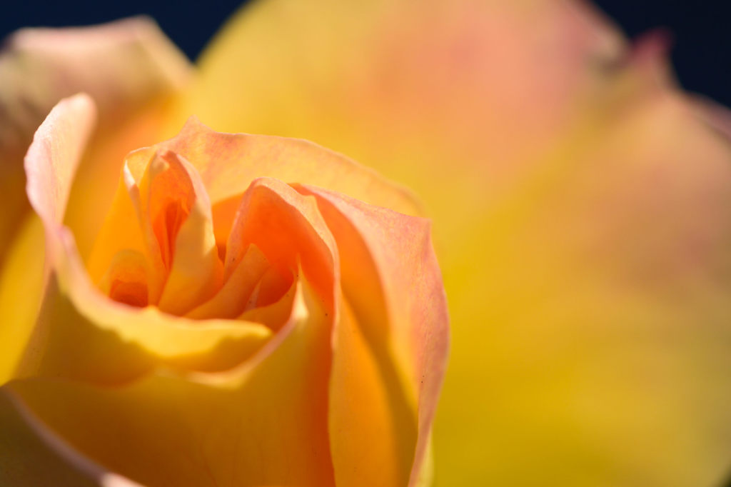 残り薔薇　ゴールドマリー84