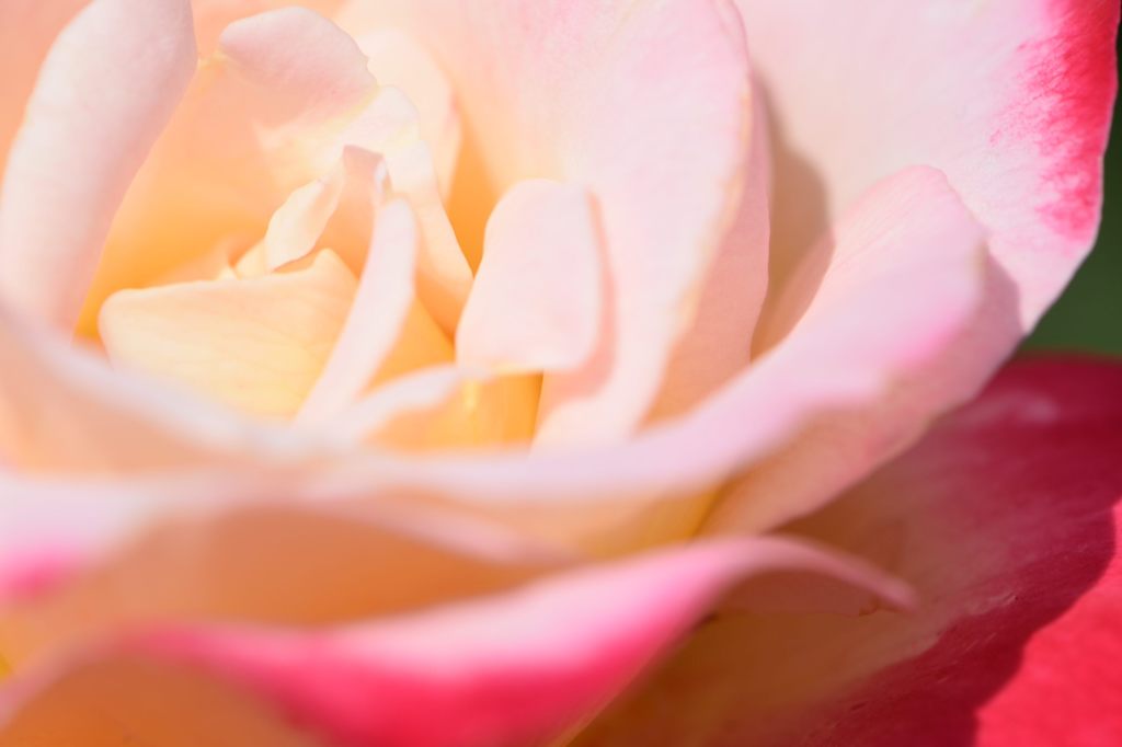 ダブル・デライト