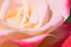 ダブル・デライト