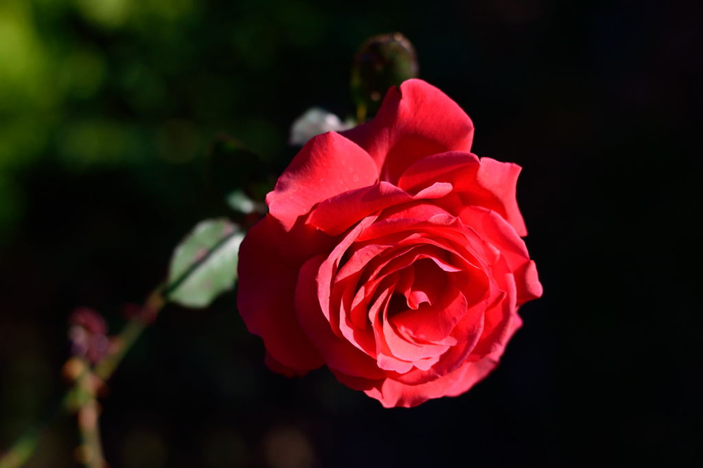 薔薇　カーディナル