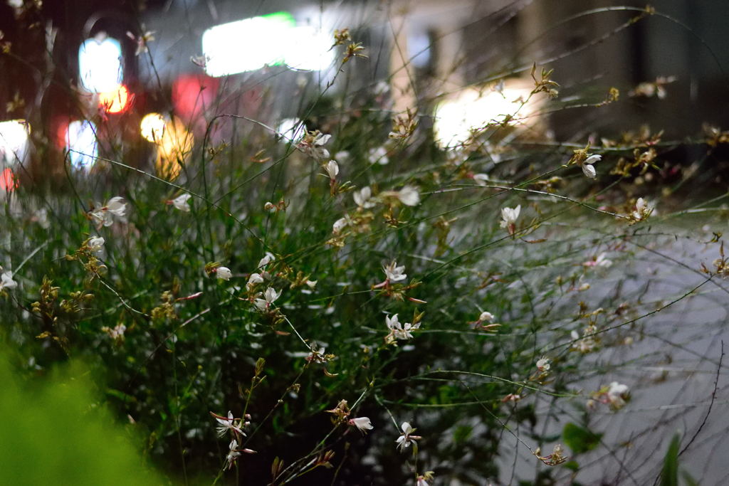 夜の蝶