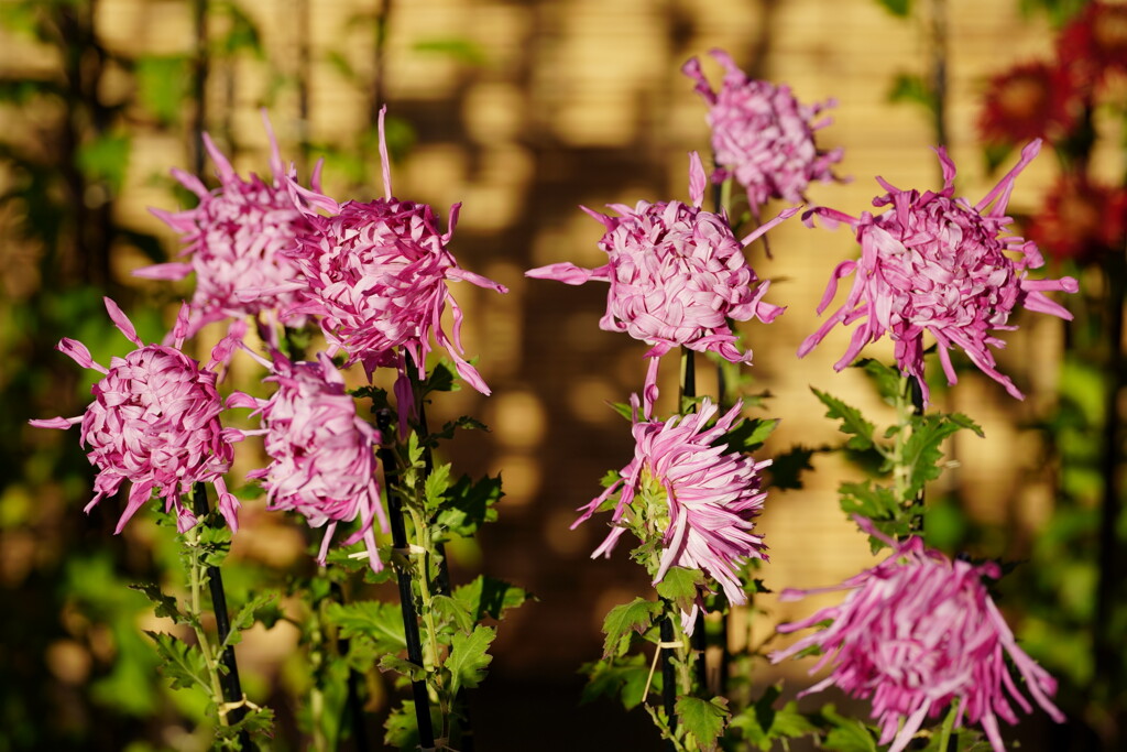 江戸　下谷藤娘