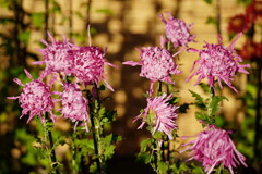 江戸　下谷藤娘