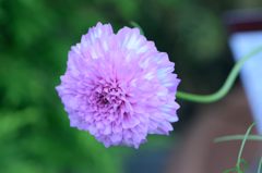 秋桜　バイカラーピンク