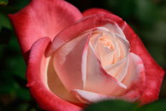 薔薇　希望