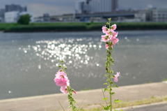 タチアオイ　荒川