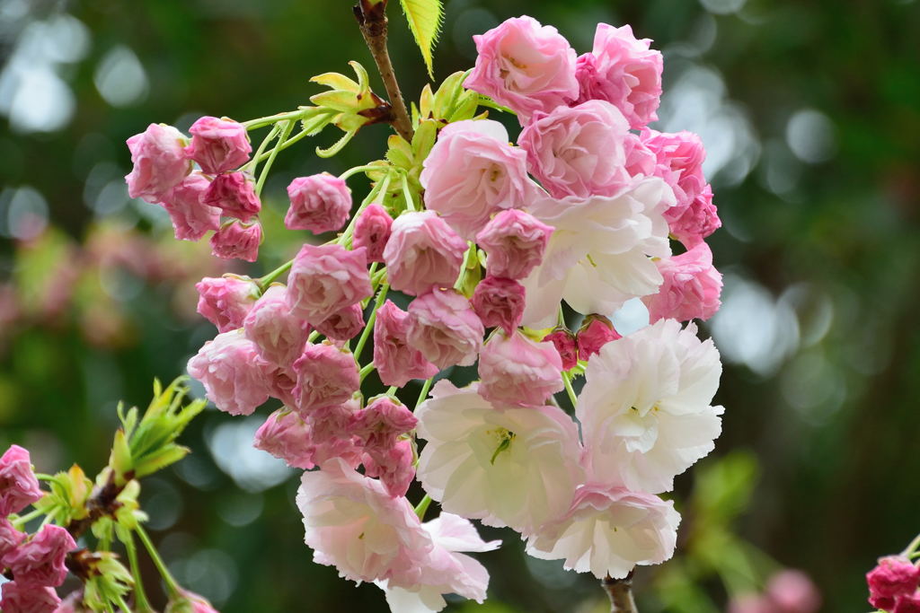 八重桜　一葉
