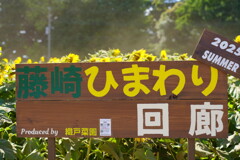藤崎ひまわり回廊　１