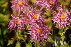 種から育てた菊　江戸