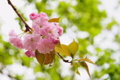 桜　関山