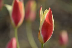 原種チューリップ