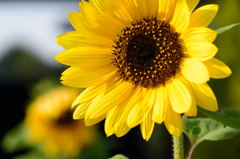 石巻ど根性ひまわり