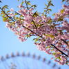 河津葉桜