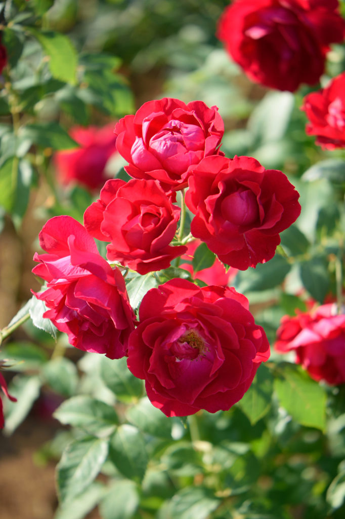 秋薔薇　咲き誇るイングリット・ウェイブル