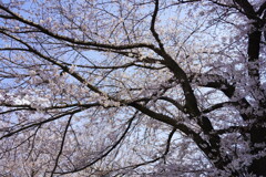 桜　ソメイヨシノ　４