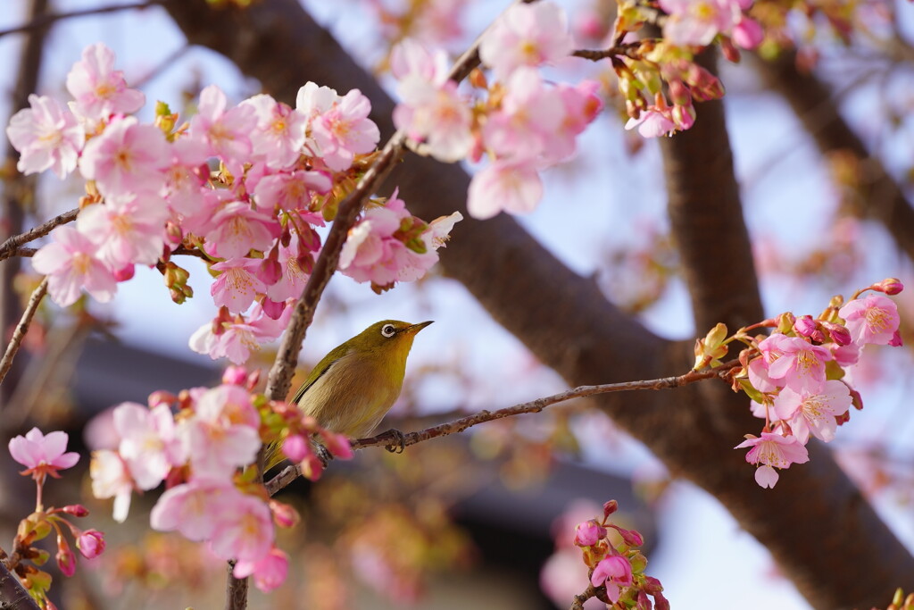 サクジロー　２