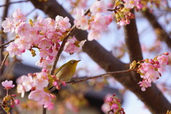 サクジロー　２