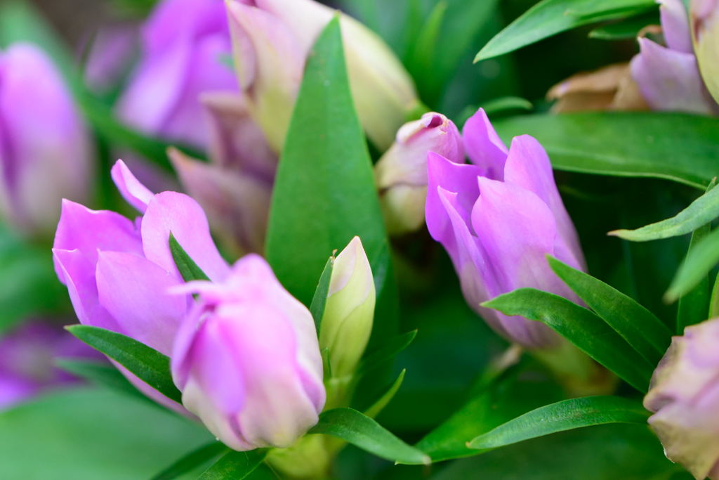 リンドウ　ももずきんちゃん