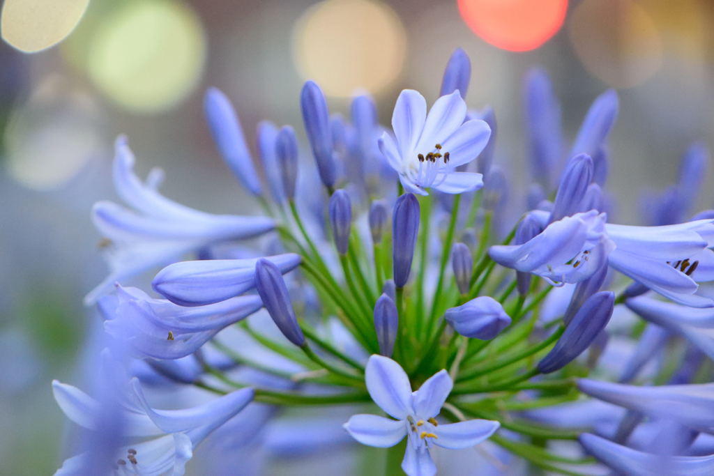 夜のアガパンサス