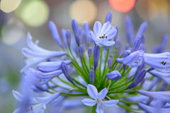 夜のアガパンサス